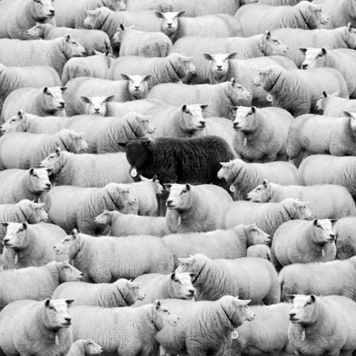 Black Sheep of the Family Sacred Activation