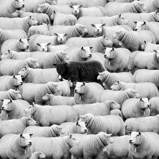 Black Sheep Of The Family Sacred Activation Sacred Attunements