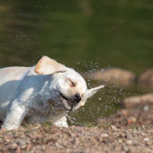 Animal Kingdom Sacred Activations