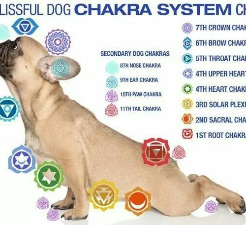 Psychic Abilities of the Animal Kingdom - Sacred Activation